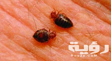 البراغيث ودلالاته في المنام