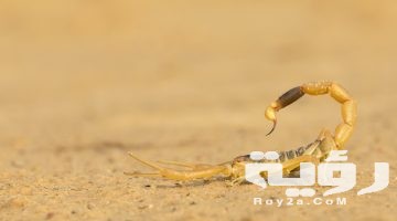 تفسير رؤية العقرب الأصفر في المنام