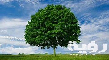 تفسير رؤية الأشجار في المنام