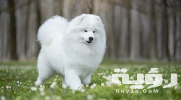 تفسير رؤية الكلب الأبيض في المنام