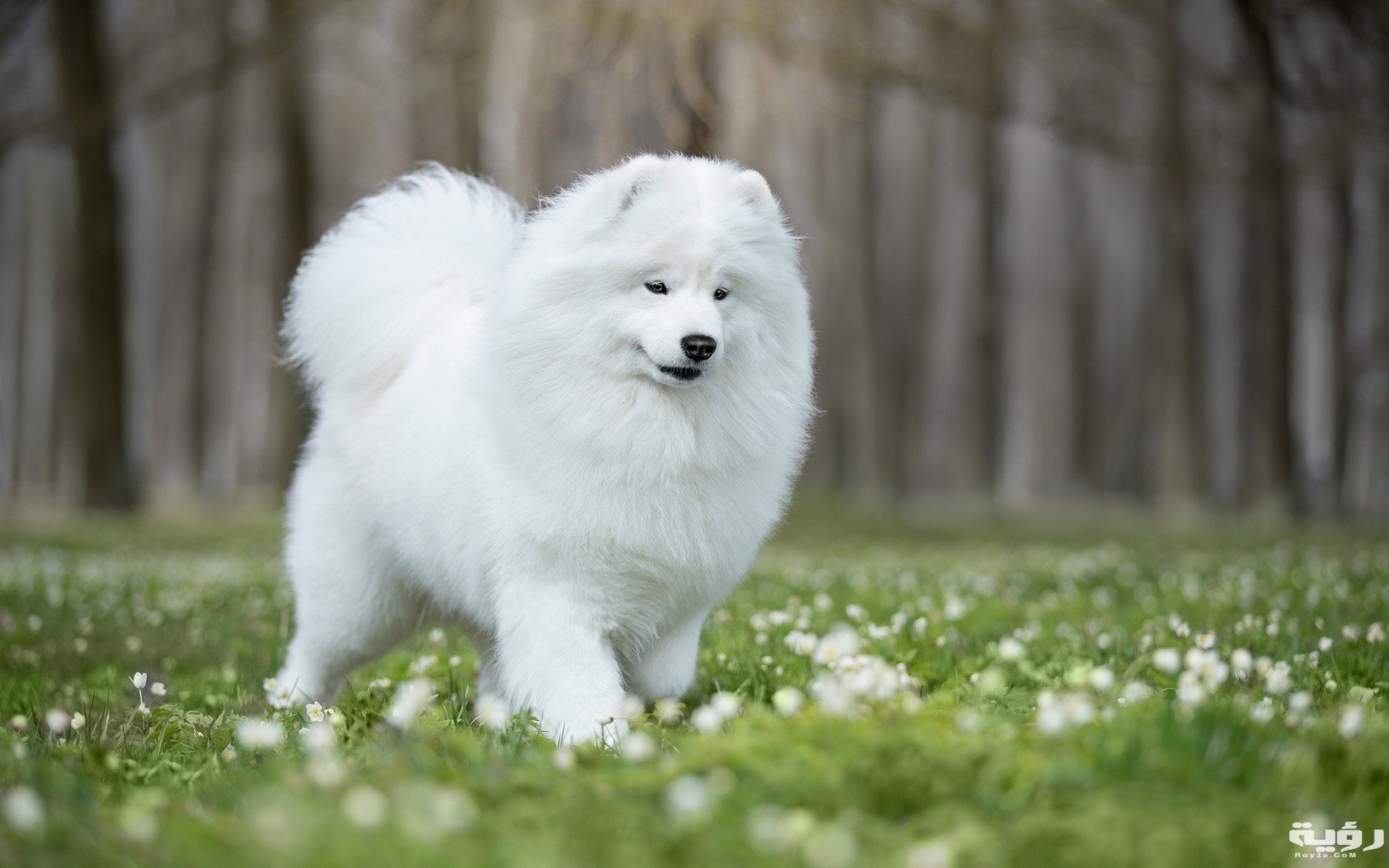تفسير رؤية الكلب الأبيض في المنام 1 white fluffy dog samoyed green grass friendly dogs pets