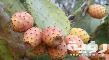 تفسير رؤية التين الشوكي في المنام