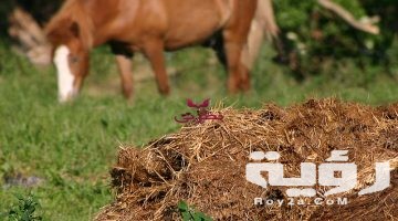 تفسير رؤية براز الحيوانات في المنام
