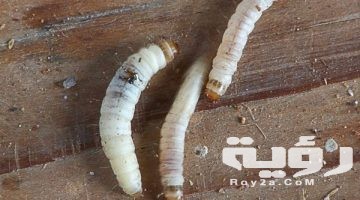 تفسير رؤية الدود الابيض في المنام