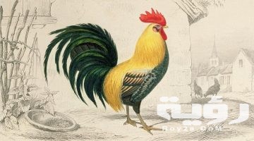 رأيت ديك في المنام