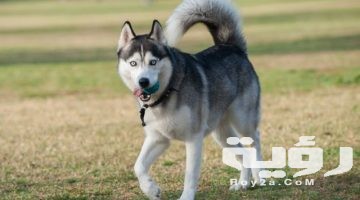 تفسير رؤية الكلب في المنام