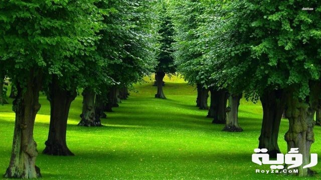 تفسير رؤية الأشجار في الحلم