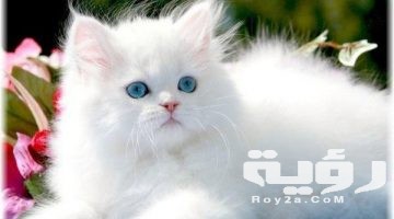 تفسير رؤية القطط البيضاء في المنام