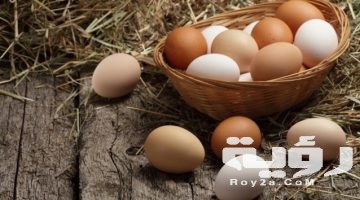 تفسير رؤية البيض في المنام