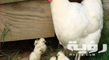 تفسير رؤية الدجاج في المنام