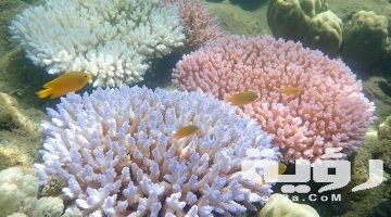 تفسير رؤية المرجان في المنام