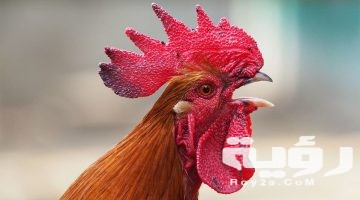 تفسير رؤية الديك في المنام