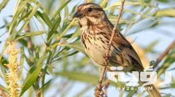 تفسير رؤية العصافير في المنام