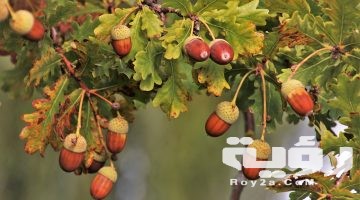 تفسير رؤية البلوط في المنام