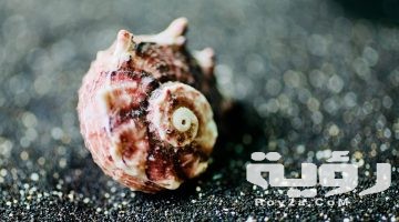 تفسير رؤية القوقعة في المنام