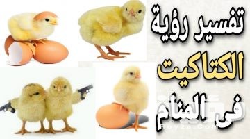 تفسير رؤية الكتاكيت في المنام