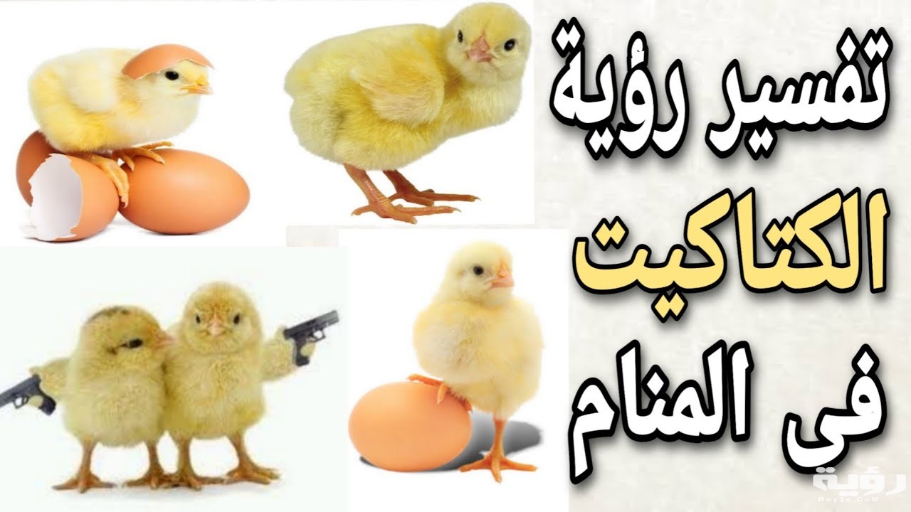 تفسير رؤية الكتاكيت في المنام 1 maxresdefault 3 1