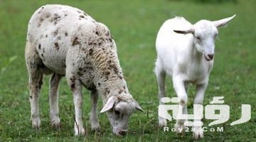 تفسير رؤية الغنم في المنام
