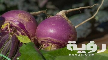 تفسير رؤية اللفت الابيض والاخضر في المنام