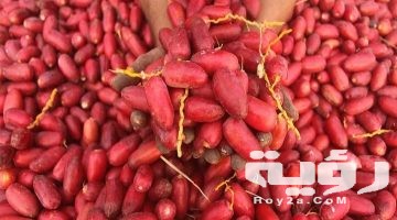 تفسير رؤية البلح في المنام