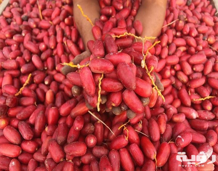تفسير رؤية البلح في المنام 5 تفسير رؤية البلح في المنام
