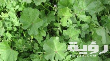 تفسير رؤية الخبيزة في المنام