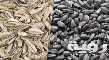 تفسير رؤية اللب في المنام