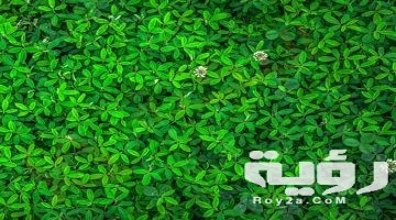 تفسير رؤية اللون الاخضر في المنام