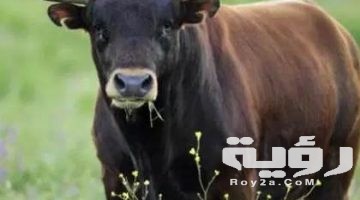 تفسير رؤية الثور في المنام