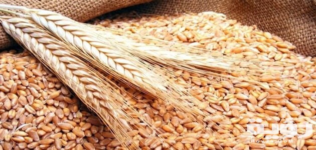 تفسير رؤية الشعير في المنام 5 تفسير رؤية الشعير في المنام