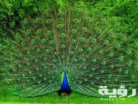 تفسير رؤية الطاووس في المنام 5 تفسيرات هامة 5 تفسير رؤية الطاووس في المنام 5 تفسيرات هامة