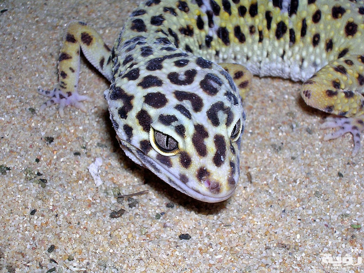 تفسير رؤية الوزغ في المنام 5 تفسير رؤية الوزغ في المنام