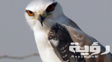 تفسير رؤية الحدأة في المنام