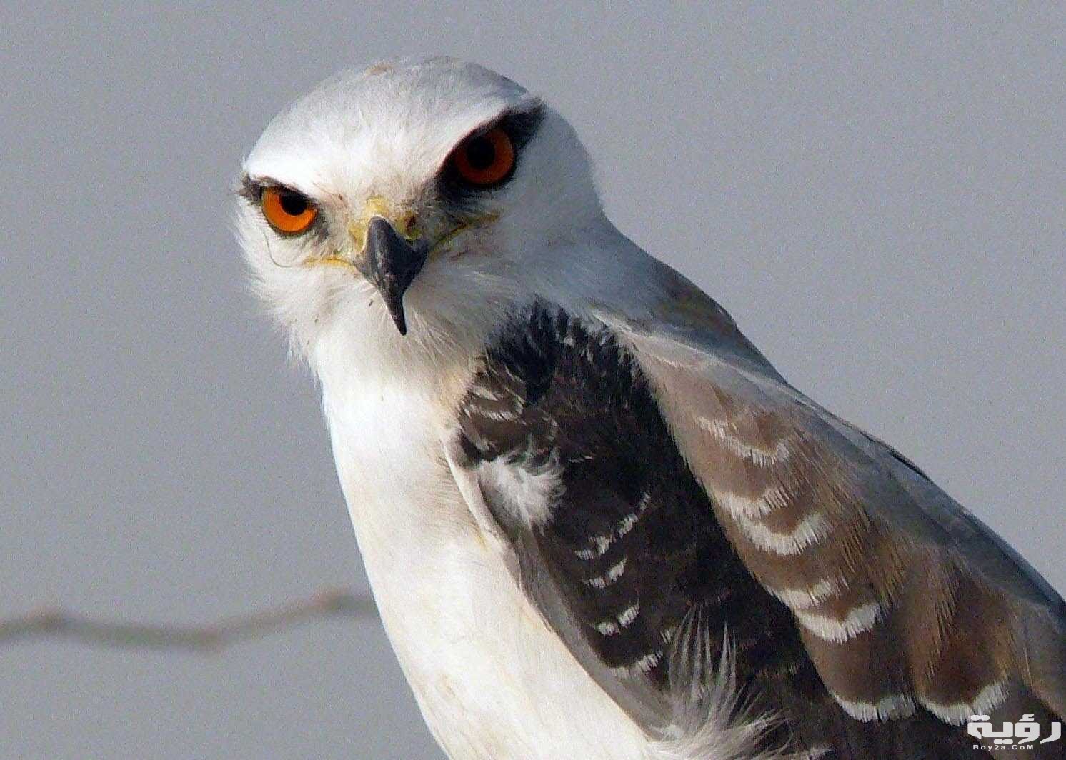 تفسير رؤية الحدأة في المنام 5 تفسير رؤية الحدأة في المنام