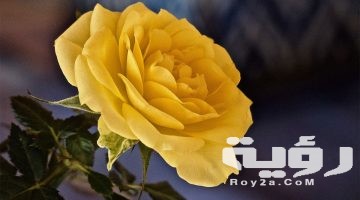 تفسير رؤية الورد في المنام
