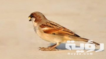 تفسير رؤية دخول العصفور للمنزل من الشباك