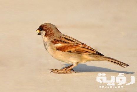 تفسير رؤية دخول العصفور للمنزل من الشباك 5 تفسير رؤية دخول العصفور للمنزل من الشباك