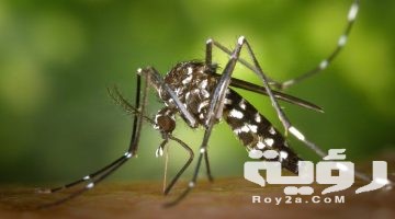 تفسير رؤية البعوضة في المنام