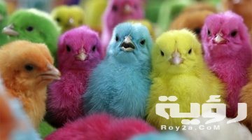 تفسير حلم الكتاكيت الصغيرة والبط الصغير