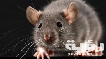 حلمت اني قتلت فار