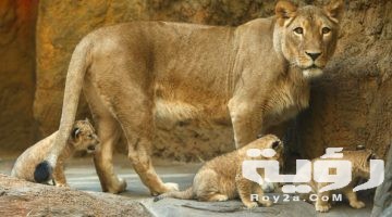 اسماء ابناء الحيوانات