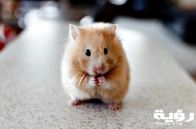 Hamsters Fuzzy Balls Of Fun