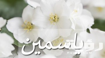 تفسير رؤية اسم ياسمين في المنام