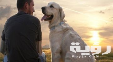 10+ اسماء انواع الكلاب 2026