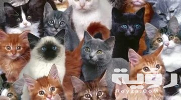 اسماء جميع انواع القطط