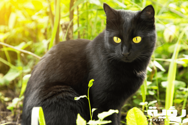 Bombay Cats