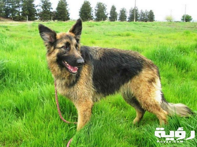 German Shepherd Picture 2