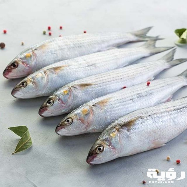 biyah grey mullet 2 1