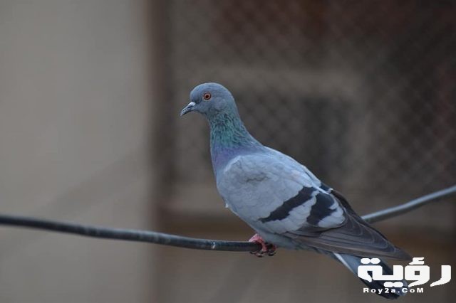 pigeon bird feral pigeons