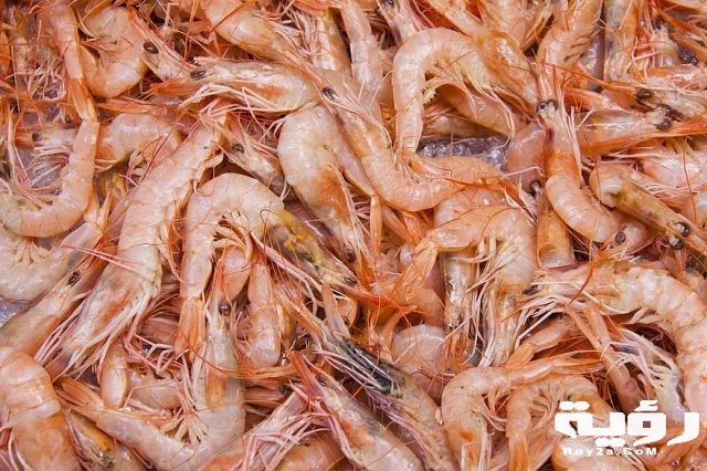 shrimp crabs crustaceans fish market mediterranean thin shell antennas probe fund